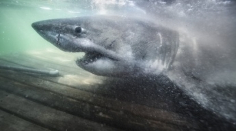 В Канаде нашли огромную белую акулу - за такие размеры ее прозвали Королевой океана