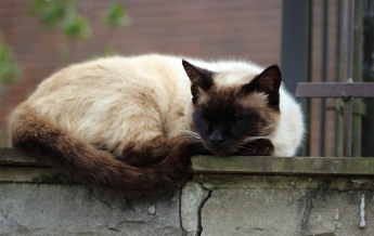 В Англии пропавшего кота нашли спустя шесть лет (фото)