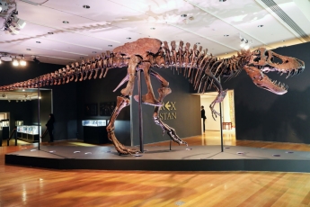 Скелет огромного тираннозавра продали на аукционе за рекордную сумму