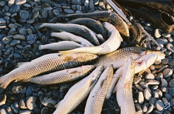 В Запорожской области задержали браконьера, наловившего рыбы  на 100 тыс. гривен (фото)