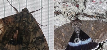 В Чернобыле обнаружили бабочку размером с птицу (Фото)