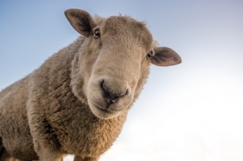 В Запорожской области спасали овечку (фото)