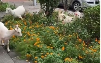 В Киеве заметили коз, разгуливающих по улицам: видео