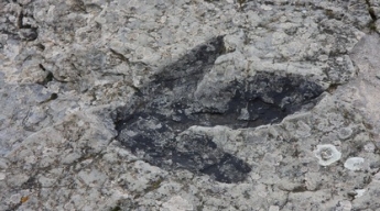 Начитанный малыш отправился на прогулку в парк и обнаружил там следы динозавра - им 130 миллионов лет (фото)