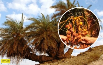 Ученым удалось вырастить исчезнувшую пальму из библейских преданий (видео)