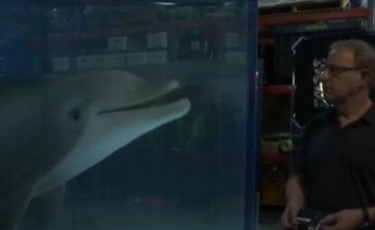 В США создали робота-дельфина (видео)