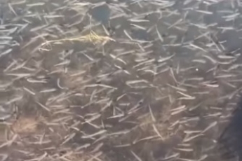 Захватывающее зрелище: миллионы мальков пиленгаса покидают "детский сад" и выходят в открытое море (видео)