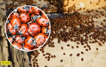 Новая аномалия: Харьков оккупировали полчища насекомых-хищников