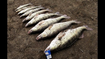 В Запорожской области браконьер незаконно выловил рыбы на 6 тысяч гривен.