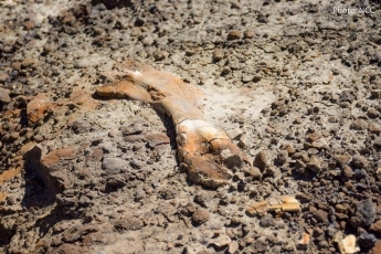 В Канаде 12-летний мальчик нашел скелет древнего динозавра