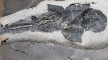 Палеонтологи нашли останки самых древних в мире "младенцев": фото