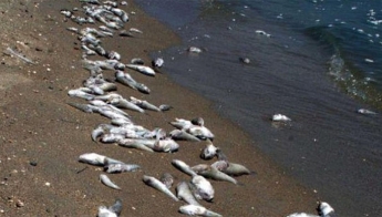 Стоит жуткая вонь, вокруг мертвая рыба: в России произошла новая экокатастрофа, видео