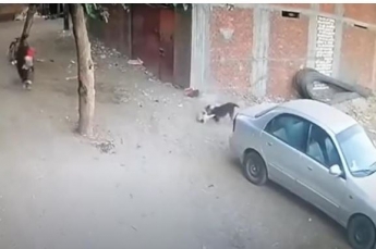 В Бразилии кот спас ребенка от собаки (видео)