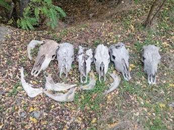 В Запорожье в лесополосе неизвестные выложили в ряд черепа животных (ФОТО)