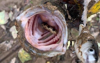 Американец поймал рыбу со змеей во рту