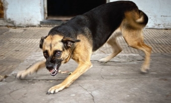 В Мелитополе соседки затеяли скандал с участием собаки