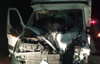 Под Киевом произошло смертельное ДТП: животное пробило лобовое стекло, фото