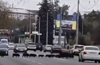 В Харькове семейство диких кабанов парализовало движение на дороге: видео