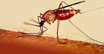 В Запорожье от тропической малярии умер молодой мужчина