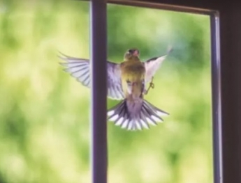 Толкование примет: что предвещает стук птицы в окно