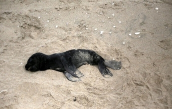 На побережье Намибии вымыло тысячи мертвых тюленей (видео)