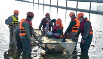 Возле Запорожской АЭС в пруд выпустили редкую рыбу (ФОТОФАКТ)