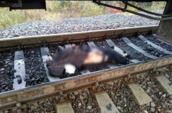 В Запорожской области под колесами поезда погиб мужчина (фото)