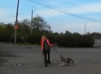 Курьезы. В Мелитополе заботливая кошка довела до истерики девушку и ее собаку  (видео)