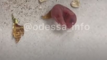 В Одессе в упаковке овсянки обнаружили живых мышей: опубликовано видео