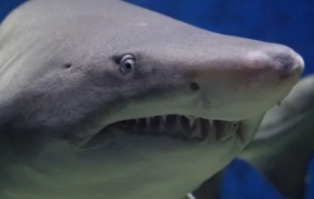 В Египте акула напала на семью украинцев, ребенок лишился руки