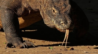 Вирусное фото комодского дракона напугало соцсети, но дело вовсе не в размерах ящерицы