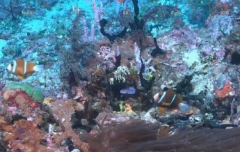 В Австралии обнаружили громадный коралловый риф (видео)