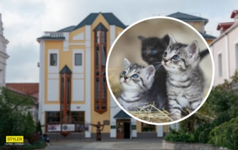 В Виннице в музее поселились котята: животных раздают с 