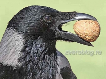 Курьез: в Запорожье умная ворона решила расколоть орех при помощи трамвая (видео)