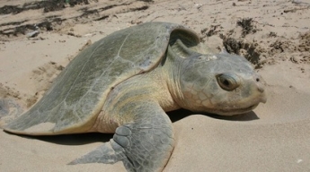 В Мексике вылупилось рекордное количество морских черепах - только взгляните на цифры, и все благодаря карантину