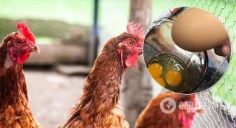 В Австралии курица снесла гигантское яйцо с тремя желтками. Фото