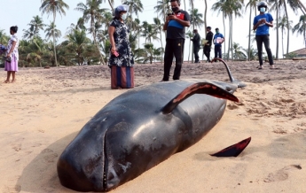 На Шри-Ланке спасли 120 черных дельфинов (видео)