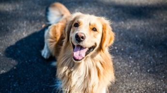 Верный пес прошел 100 км, чтобы вернуться домой: хозяева вне себя от счастья