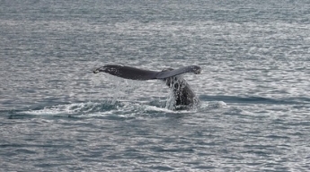 Горбатый кит едва не проглотил любителей природы на каяке: видео