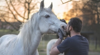 Ученые разрушили миф об особой связи человека и лошади - животные смотрят на нас иначе