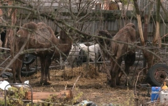 На Харьковщине верблюды портят урожай