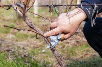 Кілька порад щодо осінньої обрізки виноградної лози