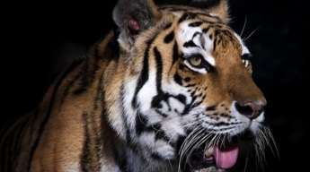 Фотограф случайно заснял тигра, находящегося на грани исчезновения - этот хищник почти черный (фото)