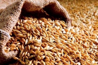«Мыши съели»: Госрезерв обнаружил недостаток зерна на 35 миллионов гривен