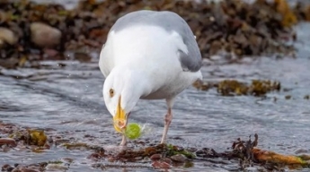 Сообразительная чайка смогла развернуть своим клювом конфету, прежде чем ее съесть
