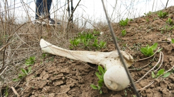В Бердянске перезахоронят человеческие останки, найденные на бывшем еврейском кладбище (ФОТО)