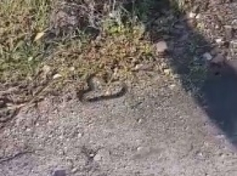 В Мелитополе детей по дороге в школу встретила змея (видео)