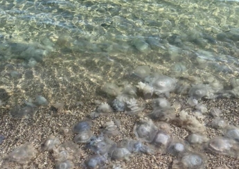 Берег моря в Кирилловке усеян мертвыми медузами (фото)