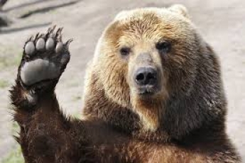 Медведи из Васильевского зоопарка благополучно приехали в Румынию (видео)