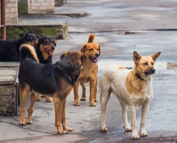 Как раз и навсегда решить извечную проблему бродячих собак в Мелитополе